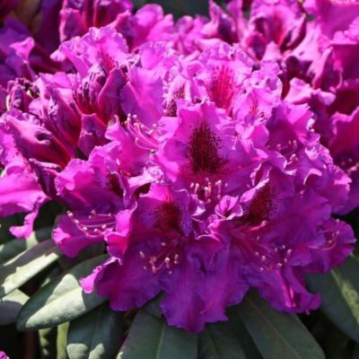 Рододендрон Азурро Рододендрон Азурро - Dolina-Sad.Ru