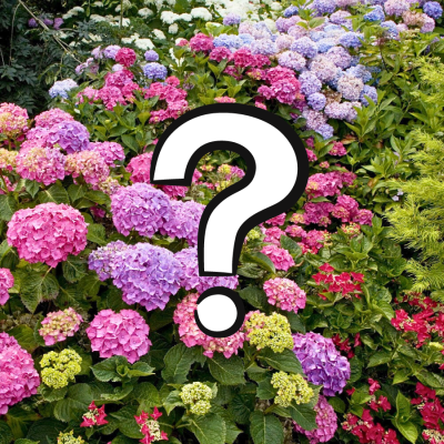 Гортензия крупнолистная Загадка фото