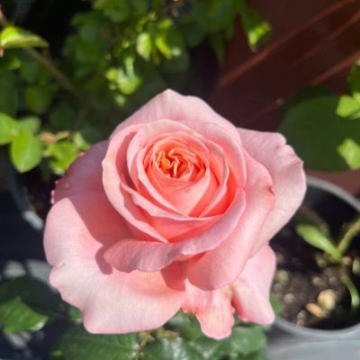 Роза Лондон Ай Роза Лондон Ай - Dolina-Sad.Ru