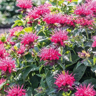 Монарда Фаерболл - Dolina-Sad.Ru