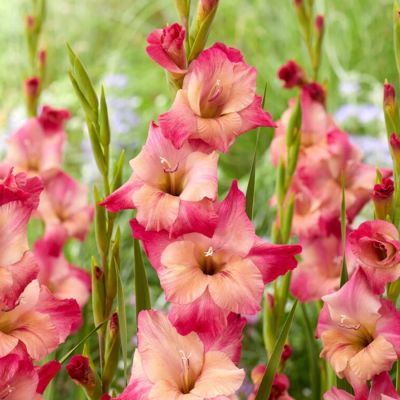 Гладиолус Априкот Бабл Гам - Dolina-Sad.Ru