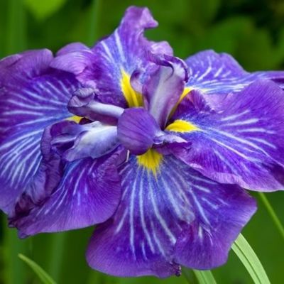 Ирис мечевидный Электрик Рэйс Ирис мечевидный Электрик Рэйс - Dolina-Sad.Ru