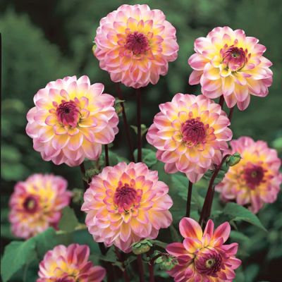 Георгина Эль Пасо Георгина Эль Пасо - Dolina-Sad.Ru