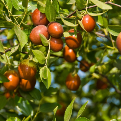 Зизифуса Унаби Зизифуса Унаби фото