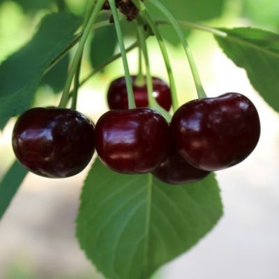 Черешня Ревна фото