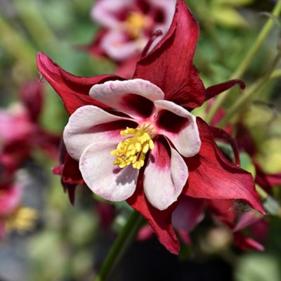 Аквилегия Свон Ред + Уайт Аквилегия Свон Ред + Уайт - Dolina-Sad.Ru