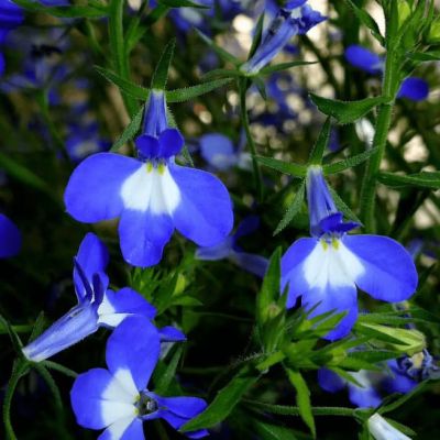 Лобелия плетистая Сапфир Лобелия плетистая Сапфир фото