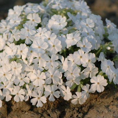 Флокс шиловидный Вайт Делайт Флокс шиловидный Вайт Делайт фото