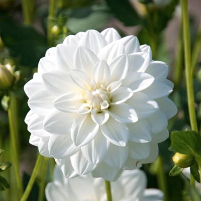 Георгина Сиберия Георгина Сиберия - Dolina-Sad.Ru