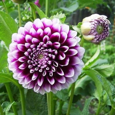 Георгина Эдинбург Георгина Эдинбург фото