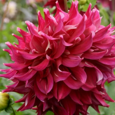 Георгина Миф Георгина Миф фото