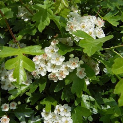 Боярышник однопестичный, С3 - Dolina-Sad.Ru