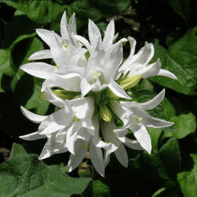 Колокольчик гломерата Альба , С1,5 Колокольчик гломерата Альба , С1,5 фото