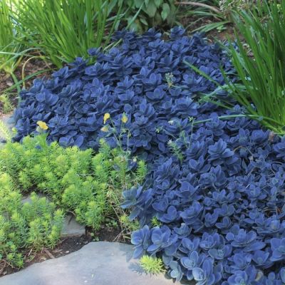 Седум Блю Перл Седум Блю Перл - Dolina-Sad.Ru