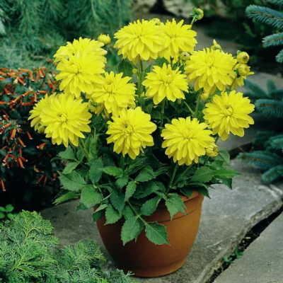 Георгина Мелоди Латин Георгина Мелоди Латин фото