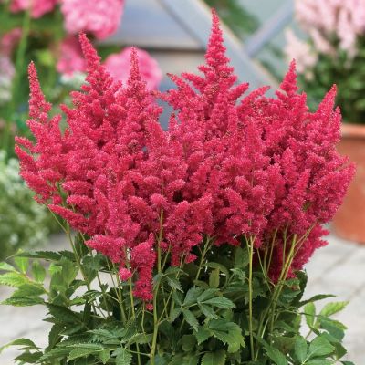 Астильба Файерберри Астильба Файерберри - Dolina-Sad.Ru