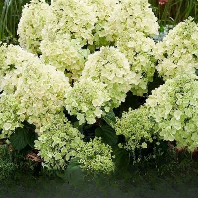 Гортензия метельчатая Би Хеппи, С2 - Dolina-Sad.Ru