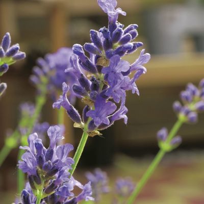 Лаванда узколистная Манстид Лаванда узколистная Манстид - Dolina-Sad.Ru