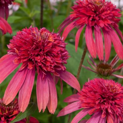 Эхинацея Дабл Скуп Распберри - Dolina-Sad.Ru