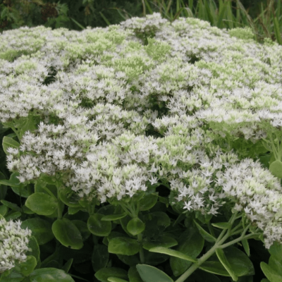 Седум видный Стар Даст фото