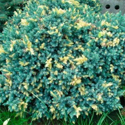 Можжевельник чешуйчатый Голден Флейм Можжевельник чешуйчатый Голден Флейм - Dolina-Sad.Ru