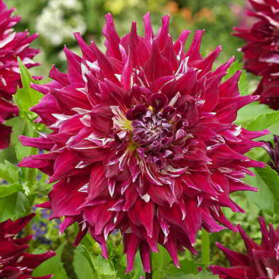 Георгина Миф Георгина Миф фото