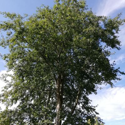 Ольха серая, С3 - Dolina-Sad.Ru