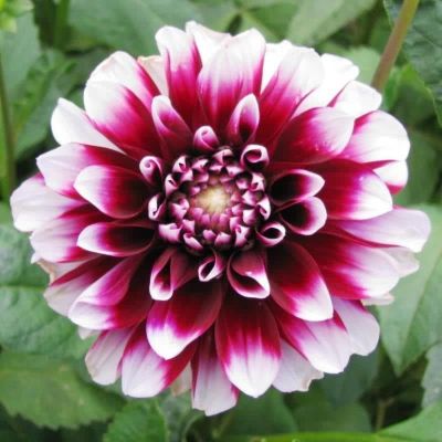 Георгина Эдинбург Георгина Эдинбург фото