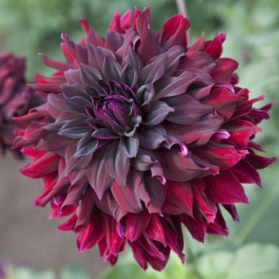 Георгина Рип Сити Георгина Рип Сити - Dolina-Sad.Ru