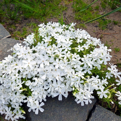 Флокс шиловидный Вайт Делайт Флокс шиловидный Вайт Делайт фото