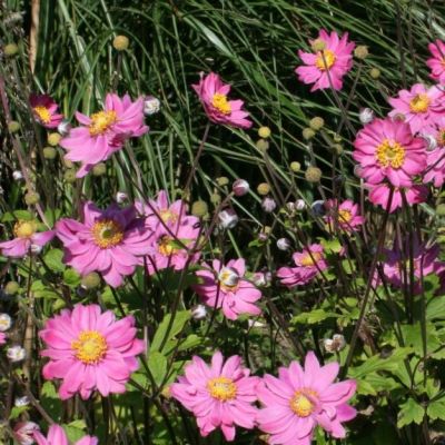 Анемона Памина Анемона Памина - Dolina-Sad.Ru