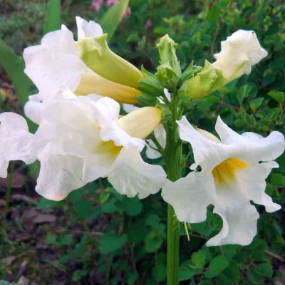 Инкарвиллея Делавея Сноутоп Инкарвиллея Делавея Сноутоп фото