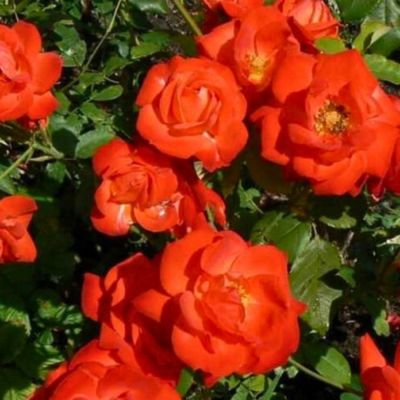 Роза Оранж Сенсейшн Роза Оранж Сенсейшн - Dolina-Sad.Ru