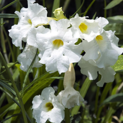 Инкарвиллея Делавея Сноутоп Инкарвиллея Делавея Сноутоп фото