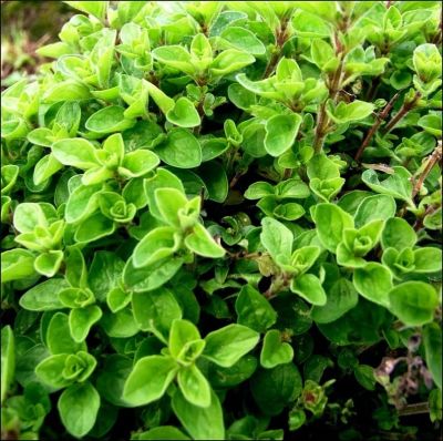 Майоран садовый Байкал фото