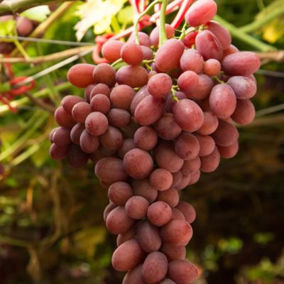 Виноград Арочный - Dolina-Sad.Ru