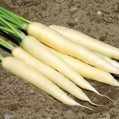 Морковь Карамель сахарная автор. Н17 фото