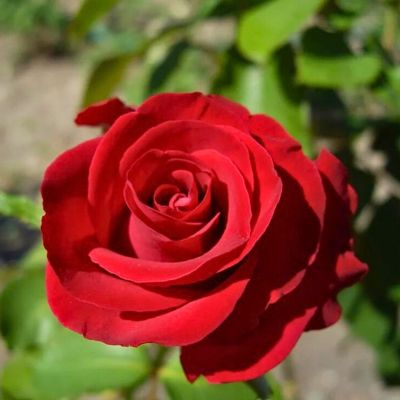 Роза Магнум Роза Магнум - Dolina-Sad.Ru