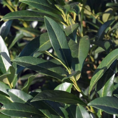 Лавровишня Херберги - Dolina-Sad.Ru