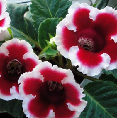 Глоксиния Аванти красная с белым краем F1 фото