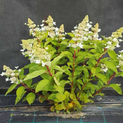 Гортензия метельчатая Голиаф, С2 Гортензия метельчатая Голиаф, С2 - Dolina-Sad.Ru