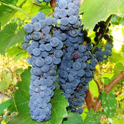 Виноград Один Виноград Один фото