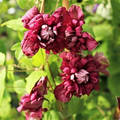 Клематис Пурпуреа Плена Элеганс фото