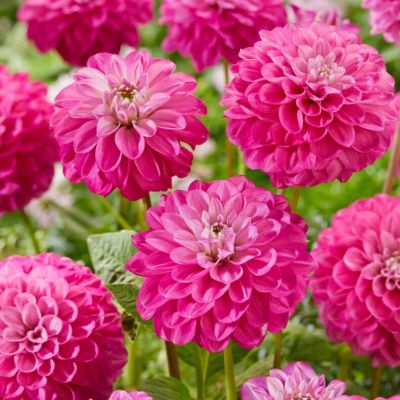 Георгина Мева - Dolina-Sad.Ru