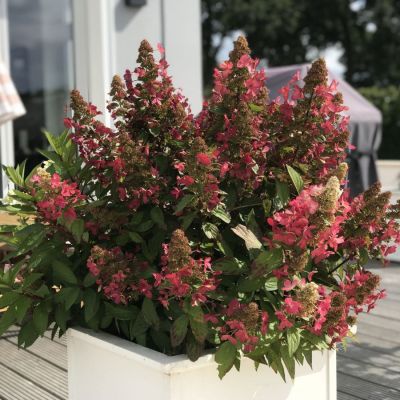 Гортензия метельчатая Мэджикал Везувио Гортензия метельчатая Мэджикал Везувио - Dolina-Sad.Ru