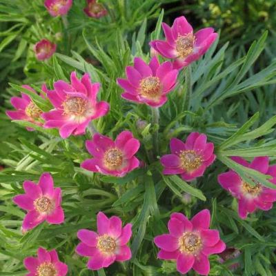 Анемона Аннабелла Дип Роуз Анемона Аннабелла Дип Роуз - Dolina-Sad.Ru