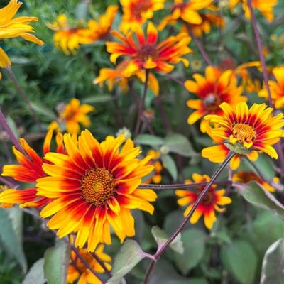 Гелиопсис Бернинг Харт - Dolina-Sad.Ru