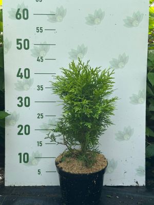 Туя западная Глобоза Ауреа, С2 - Dolina-Sad.Ru