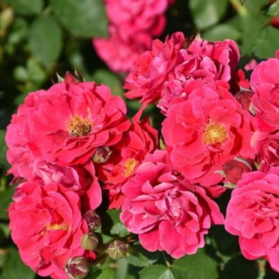 Роза Фронтенак Роза Фронтенак - Dolina-Sad.Ru