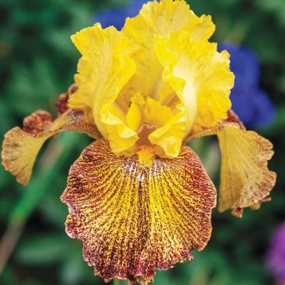 Ирис Рэд/Еллоу Ирис Рэд/Еллоу фото